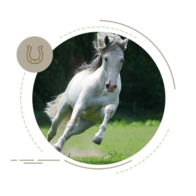 teaser bild fellwechsel pferd trabt auf die wiese[1]